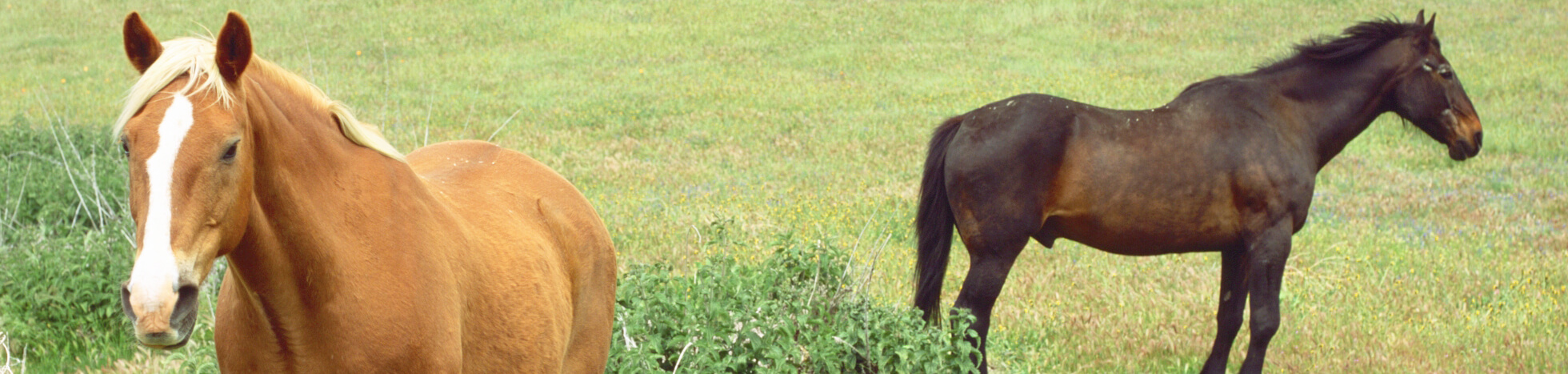 Offerings - Tejon Ranch - Equestrian